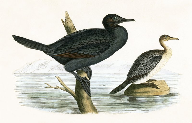 Little Cormorant, illustration från "A History of the Birds of Europe Not Observed in the British Isles" av Charles Robert Bree (1811-86), publicerad 1867 av English School