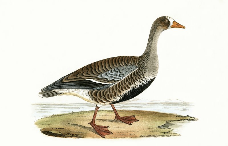 Liten vitkindad gås, illustration från "A History of the Birds of Europe Not Observed in the British Isles" av Charles Robert Bree (1811-86), publicerad 1867. av English School