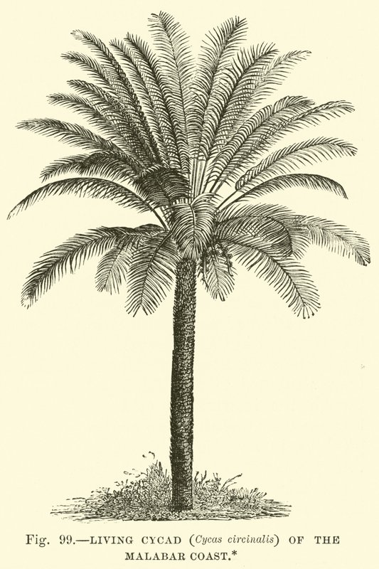 Levande Cycad (Cycas circinalis) på Malabarkusten av English School