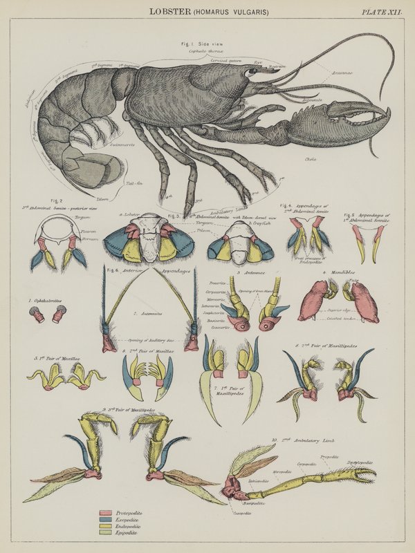 Hummer, Homarus Vulgaris (färglitografi) av English School