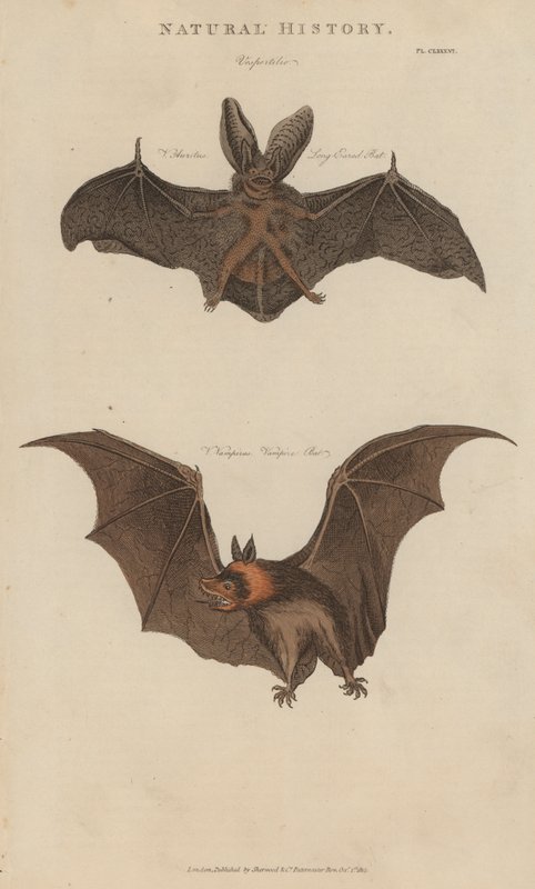 Långörat fladdermus och vampyrfladdermus (färgad gravyr) av English School