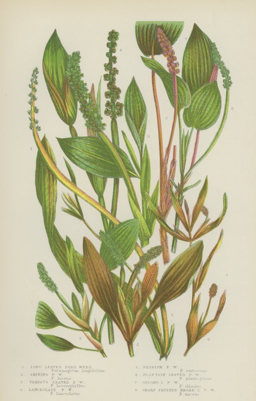 Long Leed Pond Weed, Shining Pond Weed, Diverse Leaved Pond Weed, Lanceolate Pond Weed … (färg litho) av English School