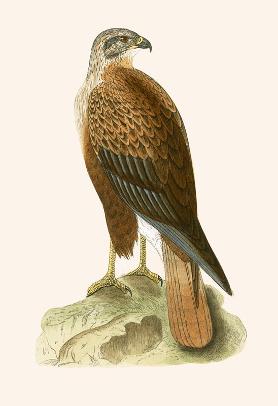 Long Legged Buzzard, illustration från "A History of the Birds of Europe Not Observed in the British Isles" av Charles Robert Bree (1811-86), publicerad 1867 (lito i färg) av English School