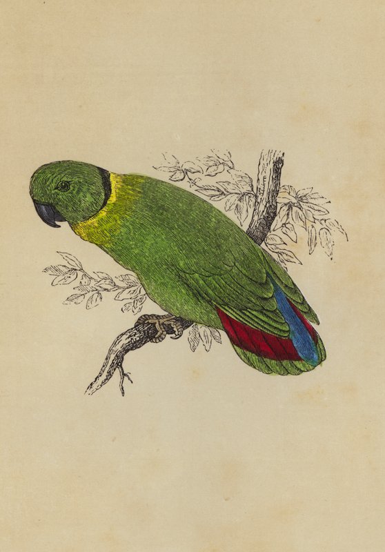 Love Bird (färg litho) av English School