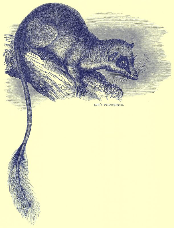 Lowes Ptilocercus, illustration från Cassells Natural History av English School