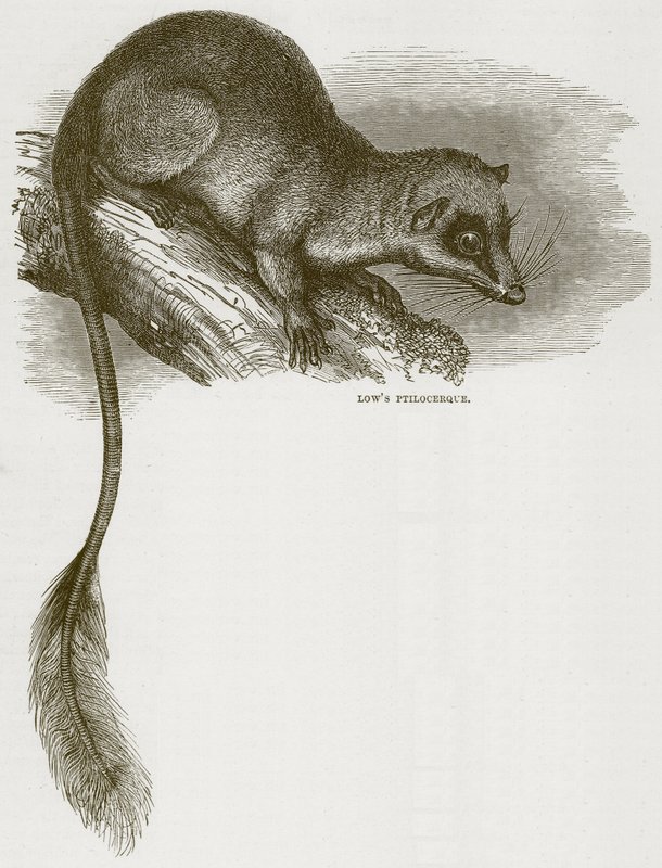 Lowes Ptilocercus, illustration från Cassells Natural History av English School