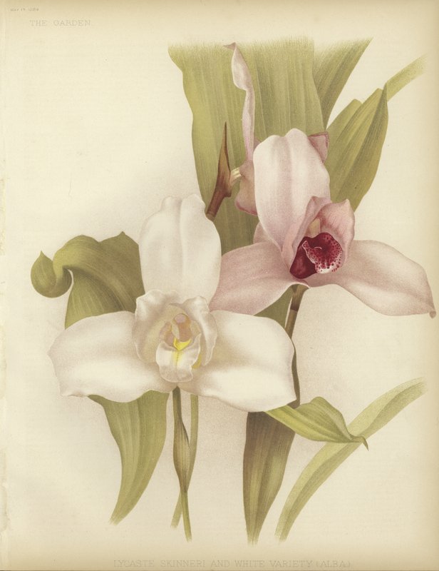Lycaste skinneri och vit sort av English School