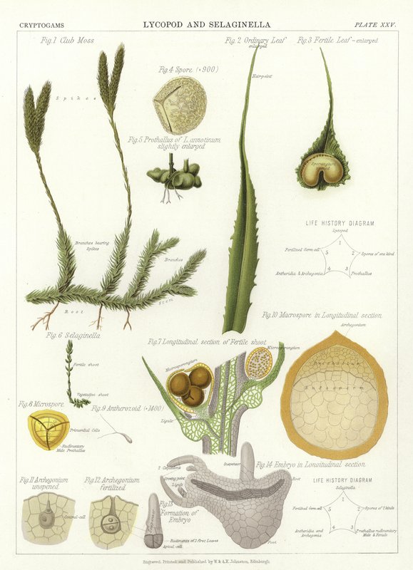 Lycopod och Selaginella av English School