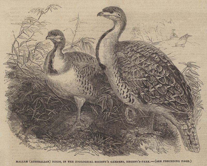 Mallee (australiska) fåglar, i Zoological Society
