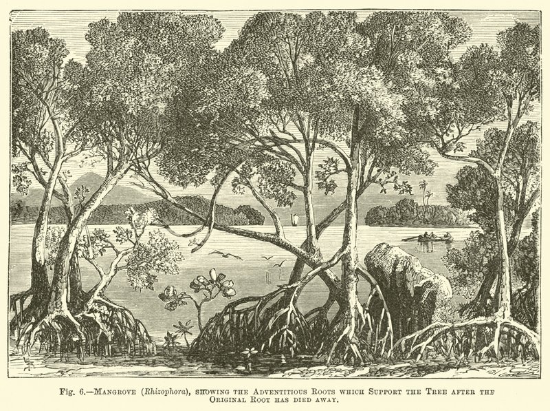 Mangrove (Rhizophora), som visar adventitious rötterna som stöder trädet efter att den ursprungliga roten har dött bort av English School