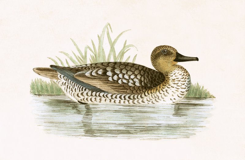Marbled Duck, illustration från "A History of the Birds of Europe Not Observed in the British Isles" av Charles Robert Bree (1811-86), publicerad 1867 (lito i färg) av English School