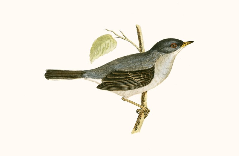 Marmoras sångare, illustration från "A History of the Birds of Europe Not Observed in the British Isles" av Charles Robert Bree (1811-86), publicerad 1867 av English School