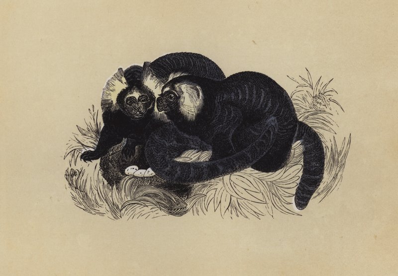 Marmozet (färg litho) av English School