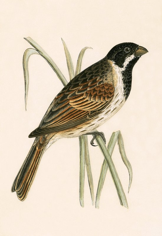 Marsh Bunting, ata mai le 