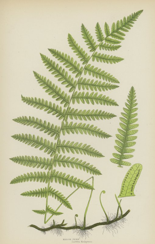 Marsh Fern (färg litho) av English School