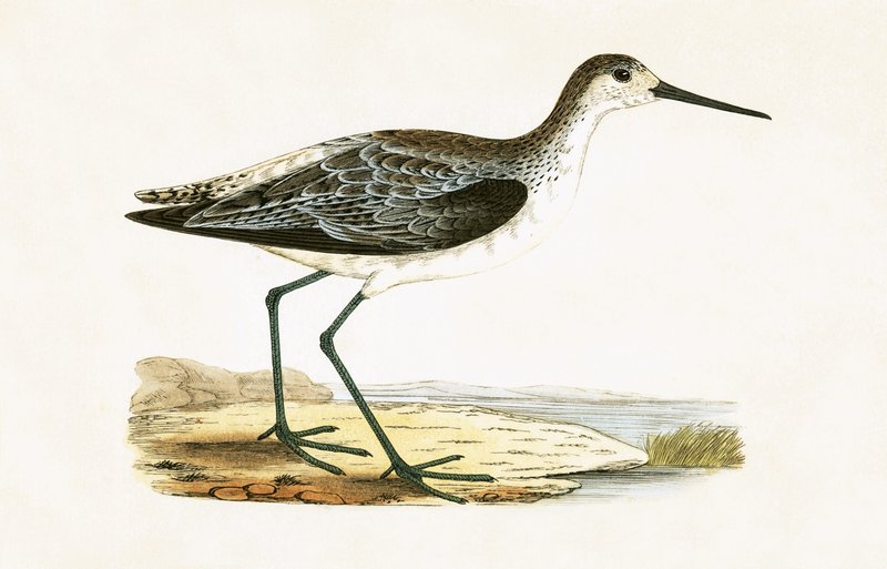 Marsh Sandpiper, illustration från "A History of the Birds of Europe Not Observed in the British Isles" av Charles Robert Bree (1811-86), publicerad 1867 av English School