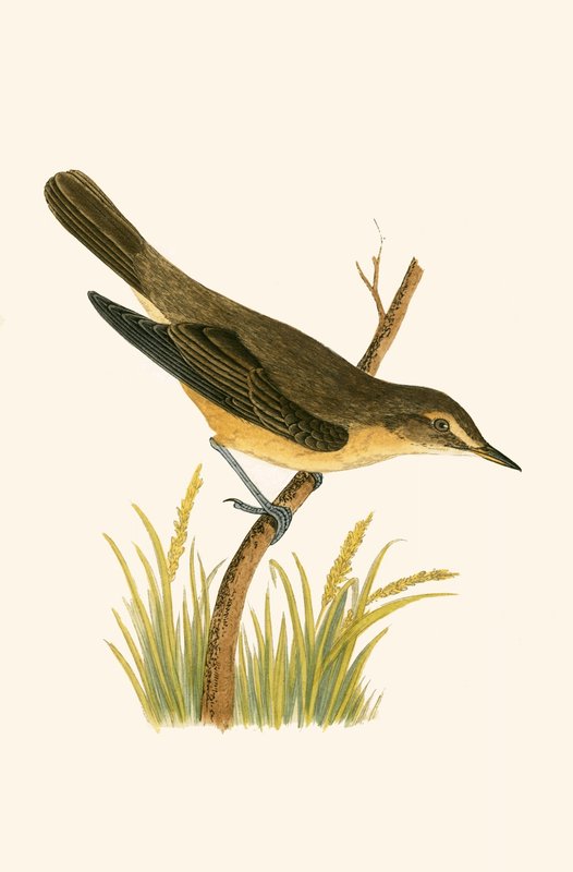 Sumpskallra, illustration från "A History of the Birds of Europe Not Observed in the British Isles" av Charles Robert Bree (1811-86), publicerad 1867. av English School