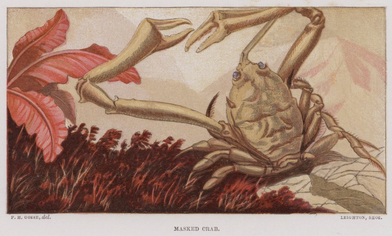 Maskerad krabba (litho i färg) av English School