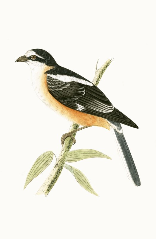 Masked Shrike, illustration fra 