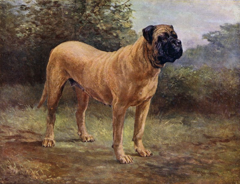 Mastiff tik Champion Elgiva, KCSB 1363 A (färglitografi) av English School