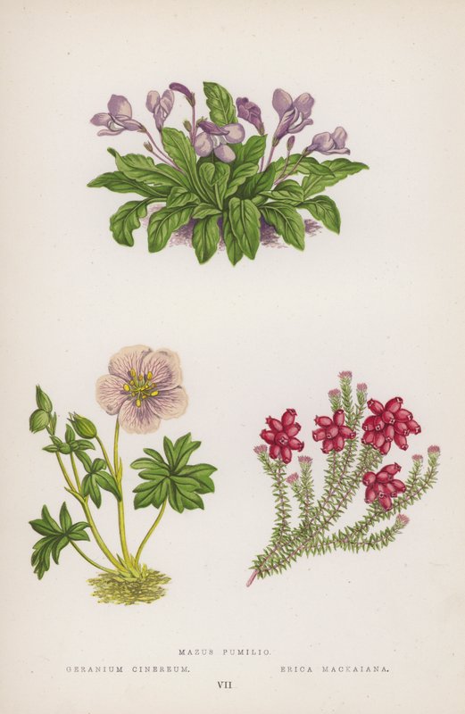 Mazus Pumilio; Geranium Cinereum; Erica Mackaiana (färgmedlemmar) av English School