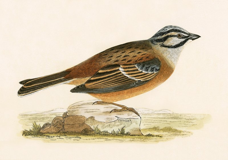Meadow Bunting, illustration från "A History of the Birds of Europe Not Observed in the British Isles" av Charles Robert Bree (1811-86), publicerad 1867 av English School