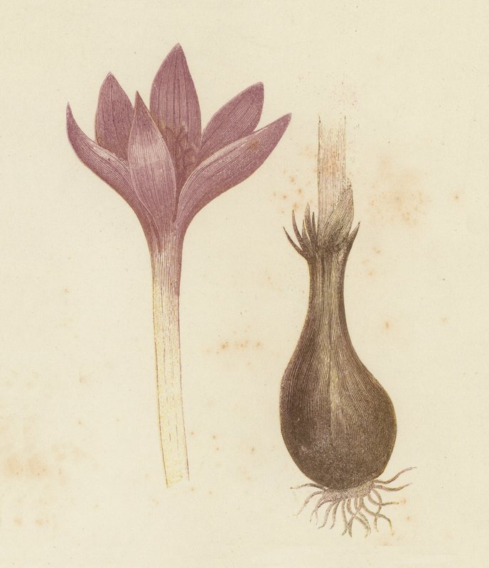 Ängsaffran, Colchicum Autumnale (färg litho) av English School