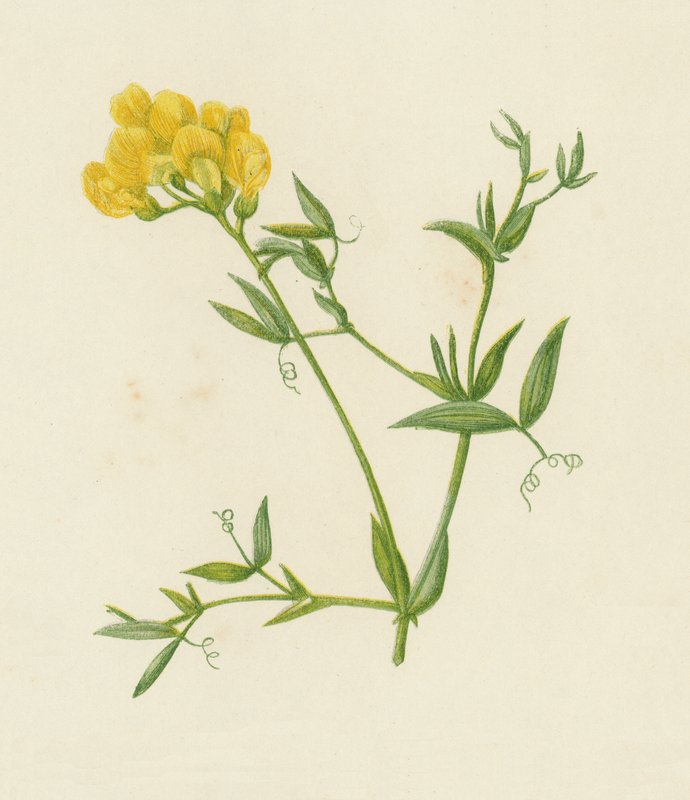 Ängsvetchling, Lathyrus Pratensis (färg litho) av English School