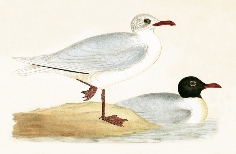 Mediterranean Black Headed Gull, illustration från 