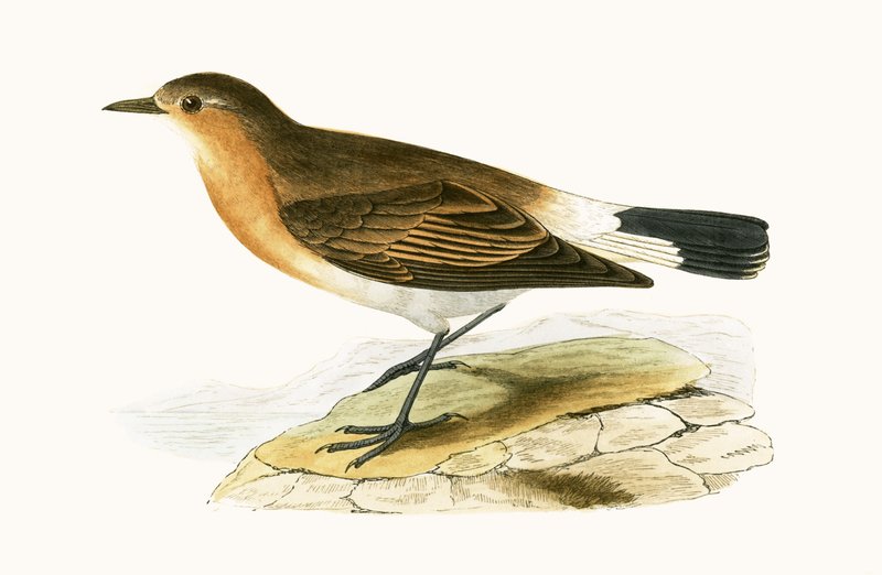 Menetries Wheatear, illustration från "A History of the Birds of Europe Not Observed in the British Isles" av Charles Robert Bree (1811-86), publicerad 1867 av English School