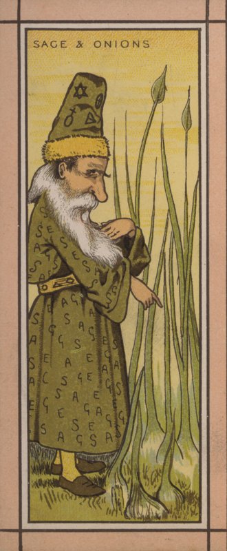 Menyillustration: Salvia och lök (färg litho) av English School