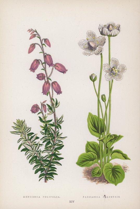 Menziesia Polifolia; Parnassia Palustris (färg litho) av English School