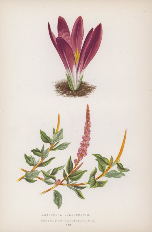 Merendera Bulbocodium; Polygonum Vaccinifolium (färglitografi) av English School
