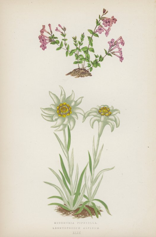 Micomeria Piperella; Leontopodium Alpinum (färglitografi) av English School