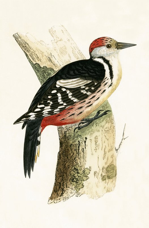 Mellanspett, illustration från "A History of the Birds of Europe Not Observed in the British Isles" av Charles Robert Bree (1811-86), publicerad 1867. av English School