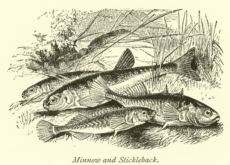 Minnow och Stickleback av English School