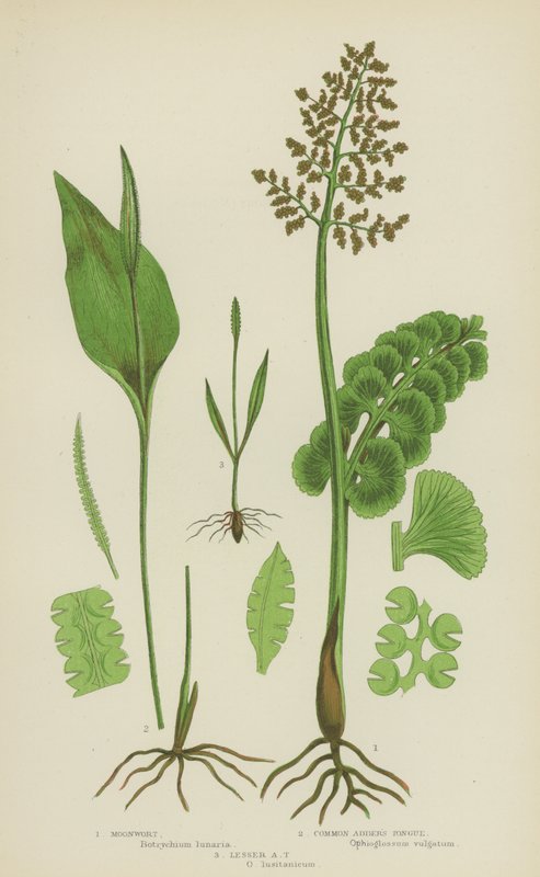 Månört, huggormtunga, liten huggormtunga (färg litho) av English School