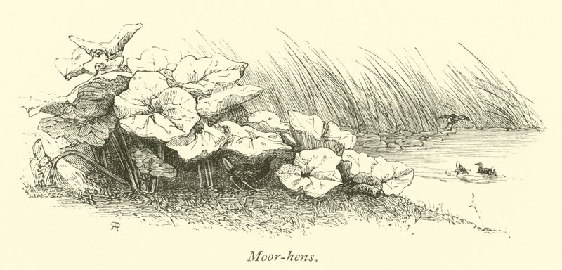 Morhöns av English School