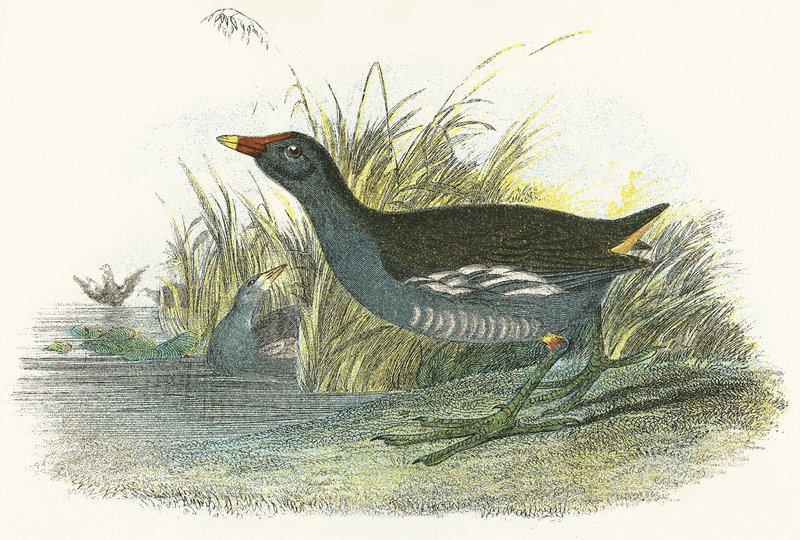 Moor Hen av English School