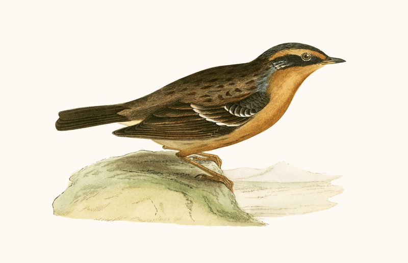 Mountain Accentor, illustration från "A History of the Birds of Europe Not Observed in the British Isles" av Charles Robert Bree (1811-86), publicerad 1867 av English School