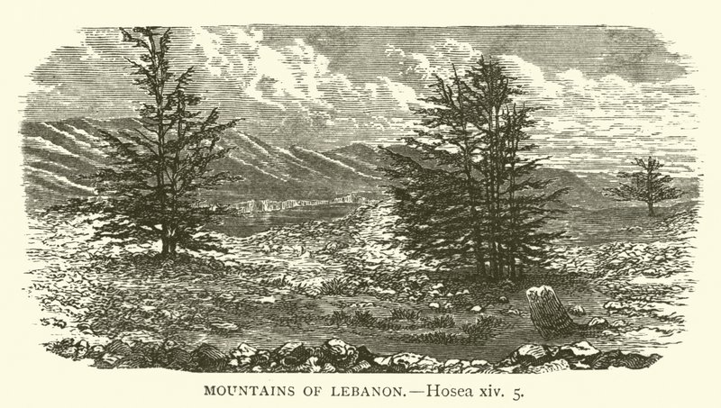 Libanons berg, Hosea, xiv, 5 (gravyr) av English School