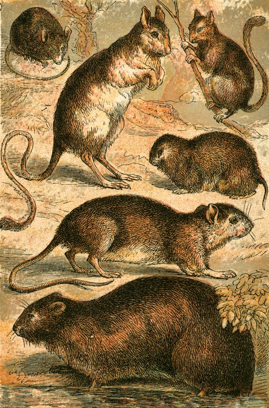 Mus, Jerboa, Råtta, Myskråtta, Dormus och Fältmus av English School