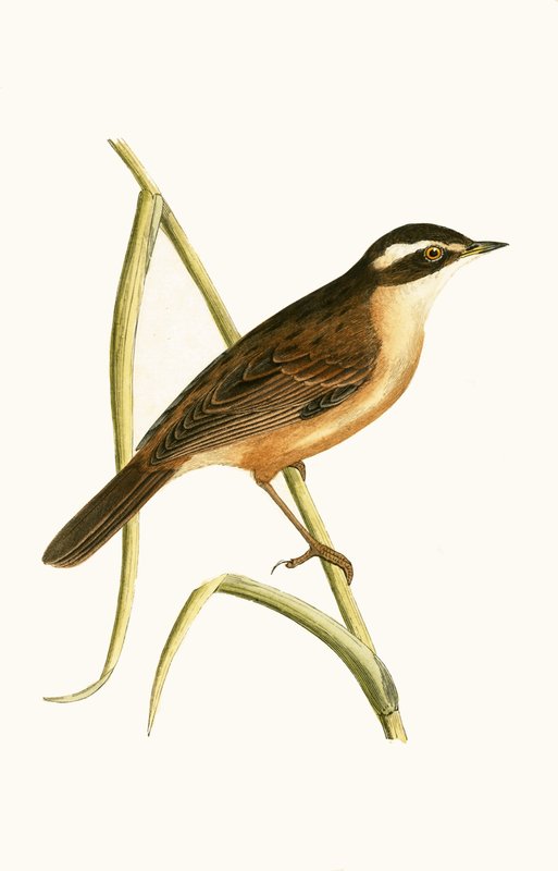 Moustached Warbler, illustration från "A History of the Birds of Europe Not Observed in the British Isles" av Charles Robert Bree (1811-86), publicerad 1867 av English School