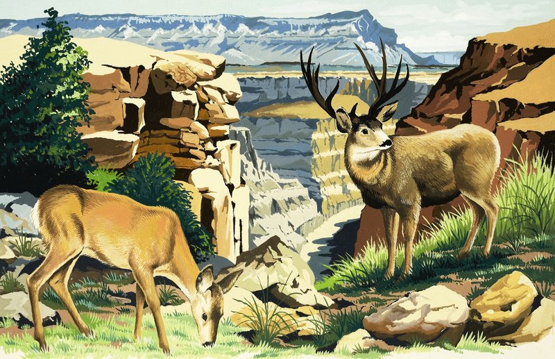 Kulungu wa nyumbu kwenye Mbuga ya Kitaifa ya Grand Canyon av English School