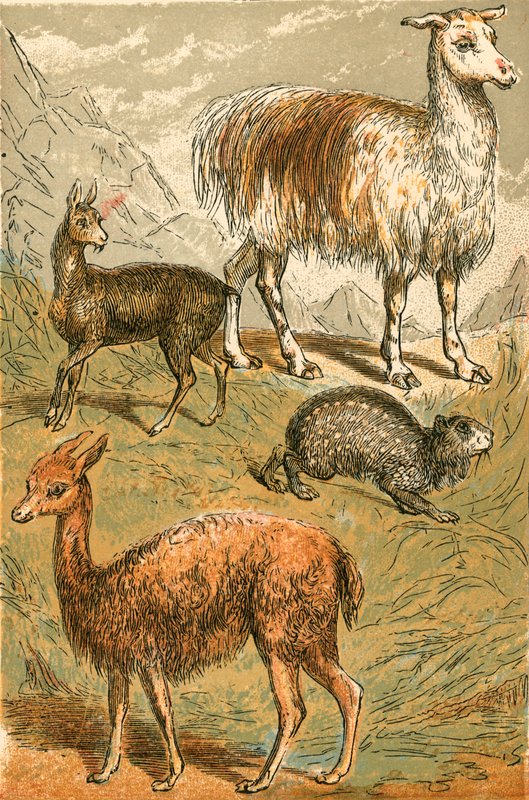 Myskhjort, lama, Vicuna och Sooty Paca av English School