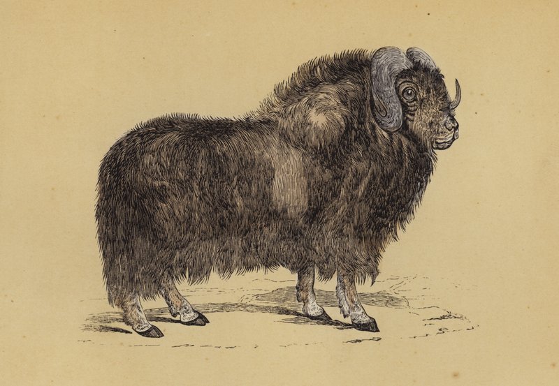 Myskoxe (färg litho) av English School