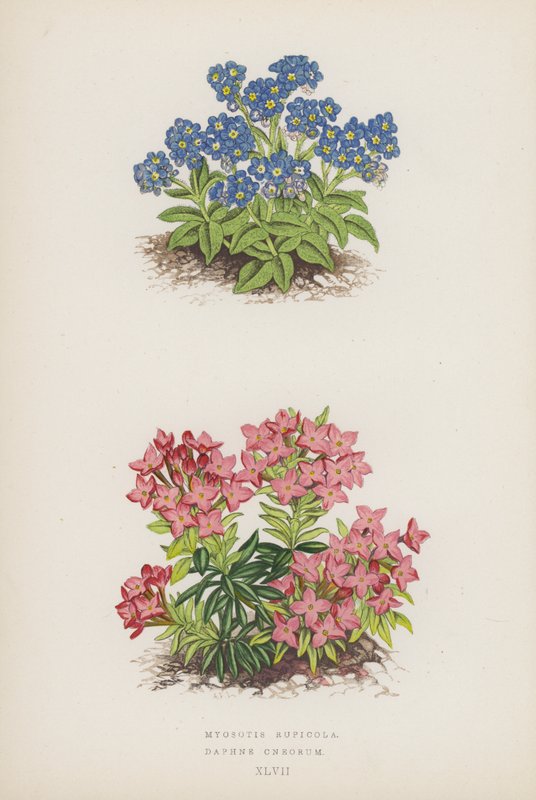 Myosotis Rupicola; Daphne Cneorum (färglitografi) av English School