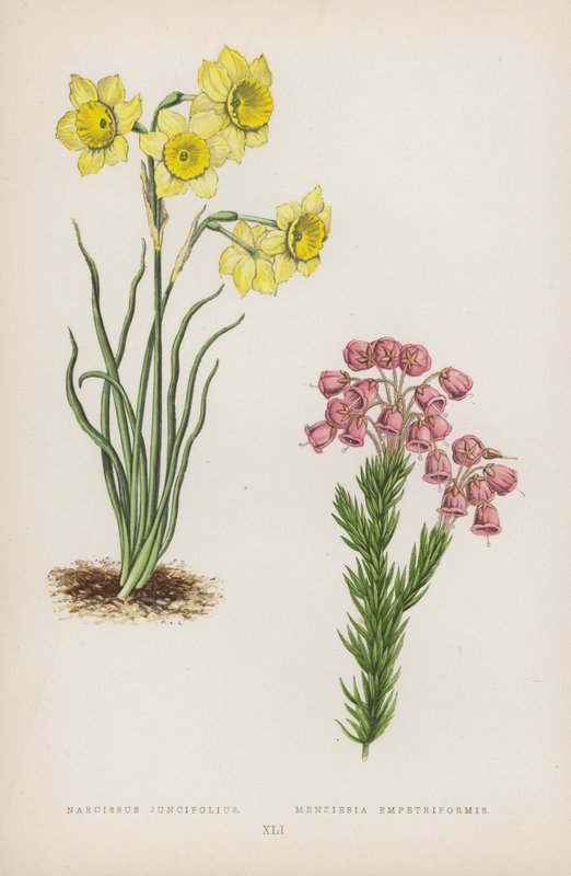 Narcissus Juncifolius; Menziesia Empetriformis (färglitografi) av English School