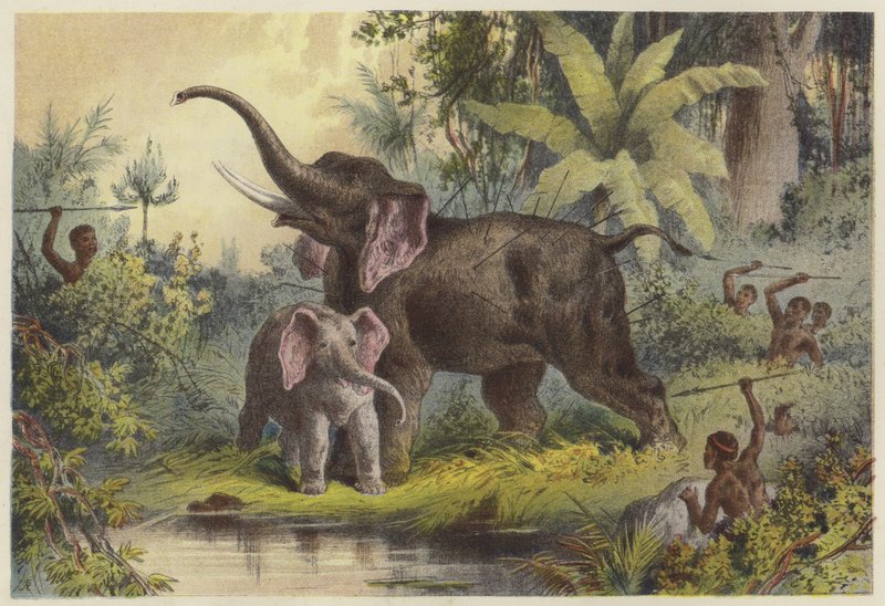 Infödda som spjuter en elefant av English School