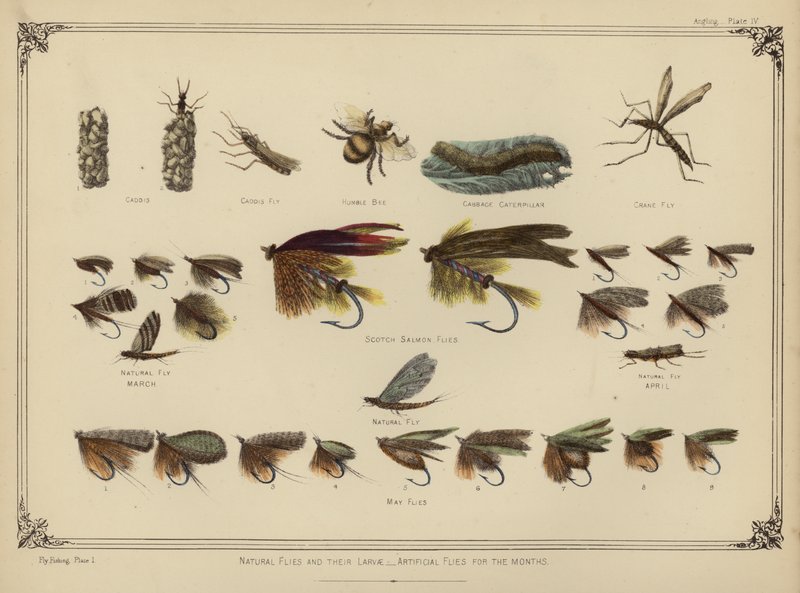 Naturliga flugor och deras larver, konstgjorda flugor för månaderna (färg litho) av English School